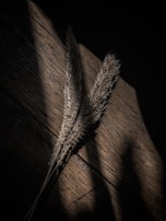 Golden morning light casting soft shadows on a small bunch of wheat stalks intertwined with a cinnamon stick resting on a wooden counter.