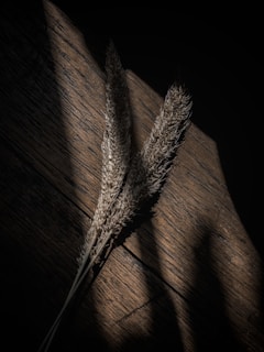 Golden morning light casting soft shadows on a small bunch of wheat stalks intertwined with a cinnamon stick resting on a wooden counter.