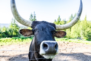 Curly Horn Bull