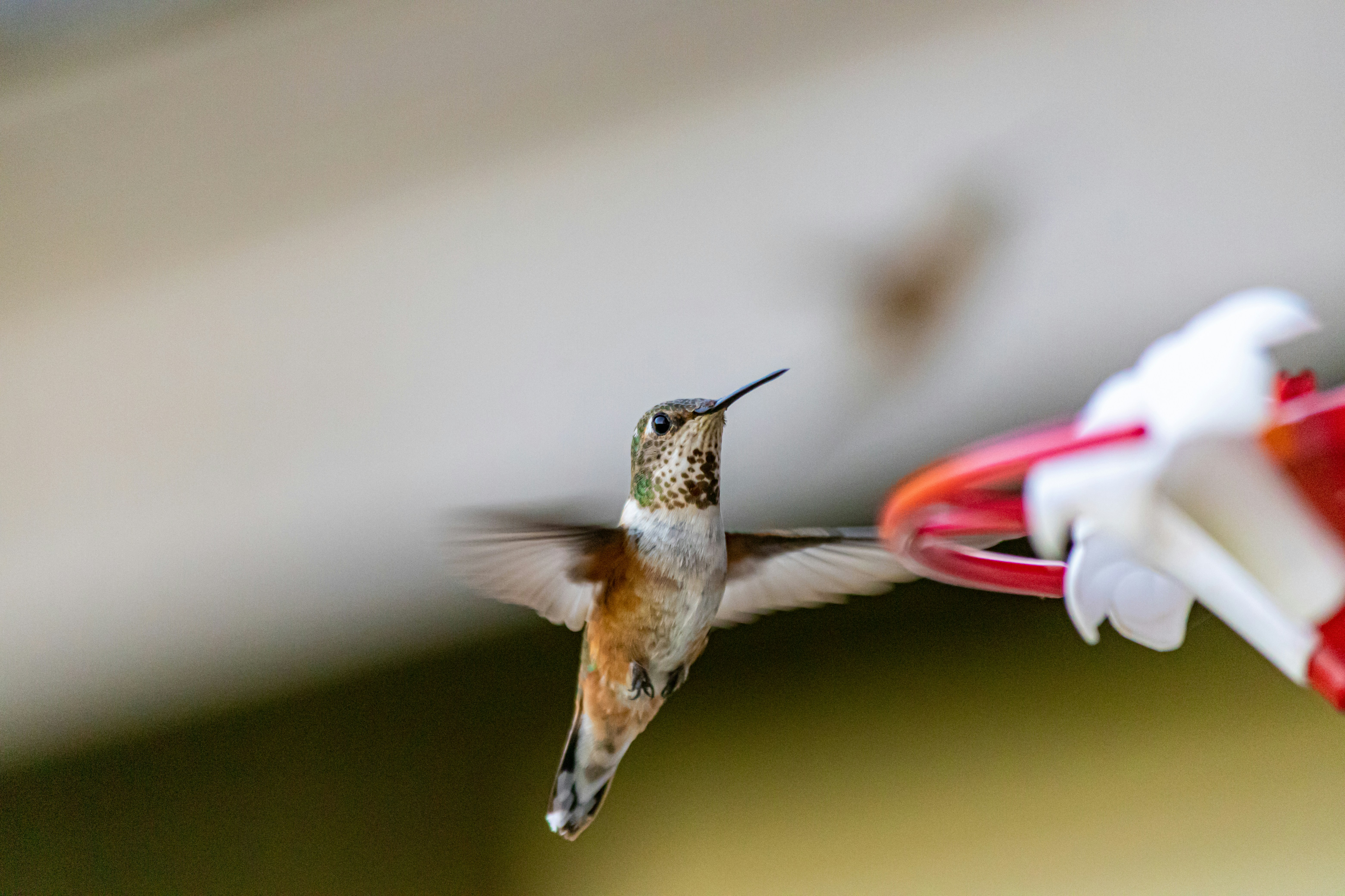 Hummingbird feeding at a clean, ant-free feeder. Keep Creepy Crawly Ants Out of Hummingbird Feeders