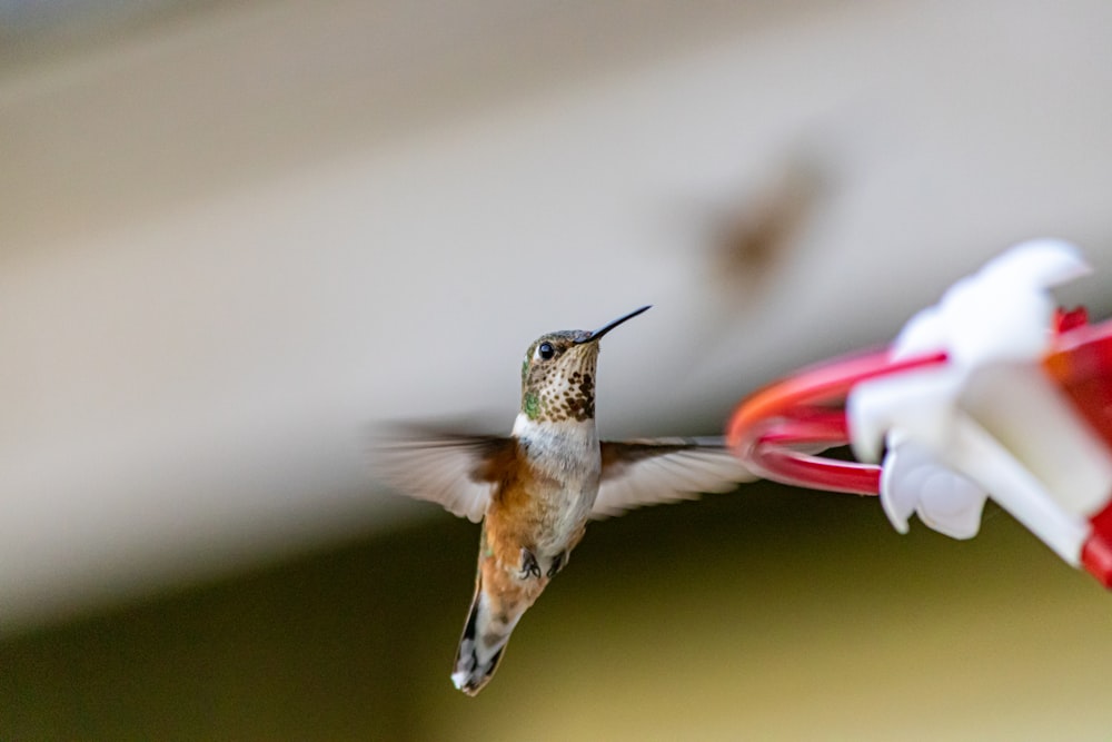brown humming bird flying in tilt shift lens