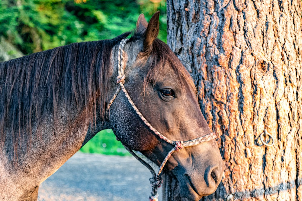 Paard