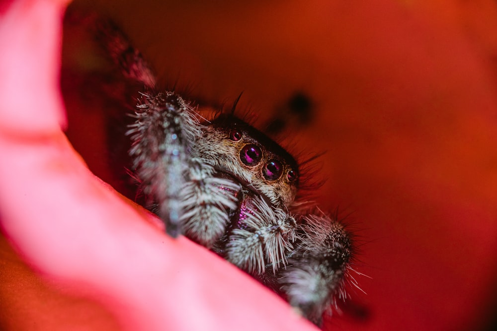 black and white spider on human finger