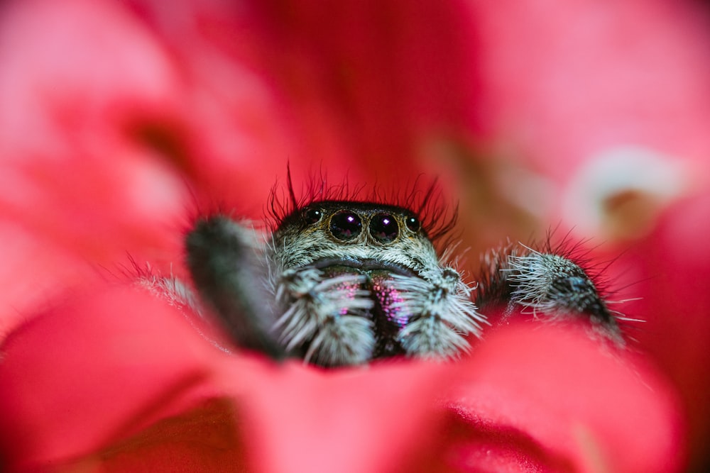 black and white spider on red flower in macro photography