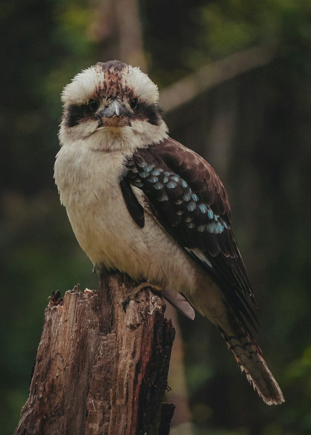 white and brown bird on brown wooden branch