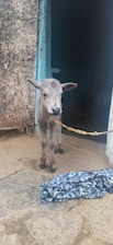 A young calf stands on a stone floor, tied with a rope. The background includes an open door leading to a dimly-lit interior. A piece of patterned fabric lies on the ground.