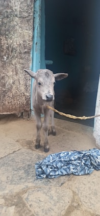 A young calf stands on a stone floor, tied with a rope. The background includes an open door leading to a dimly-lit interior. A piece of patterned fabric lies on the ground.
