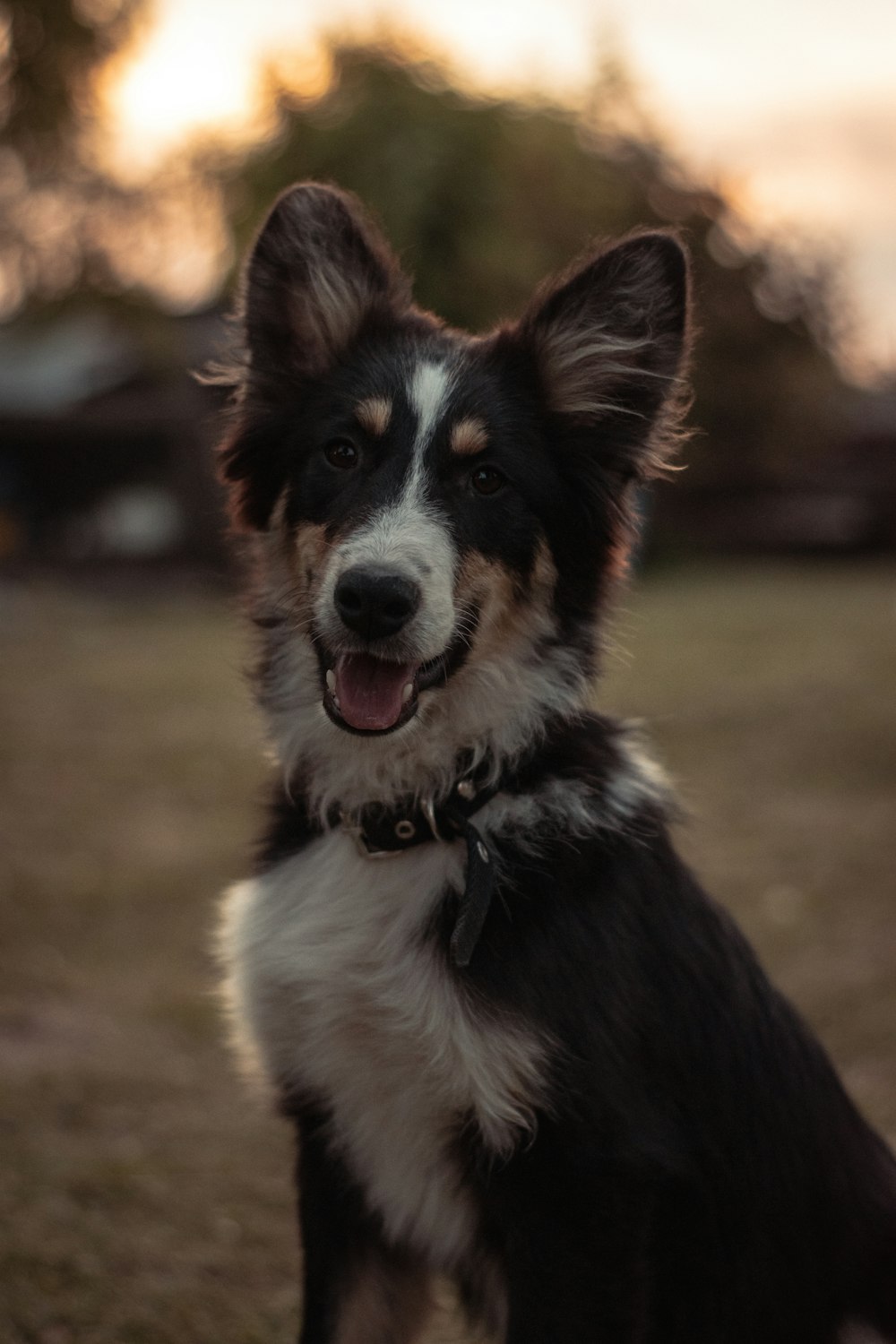 黒白と茶色のロングコートの犬の写真 Unsplashで見つけるペットの無料写真