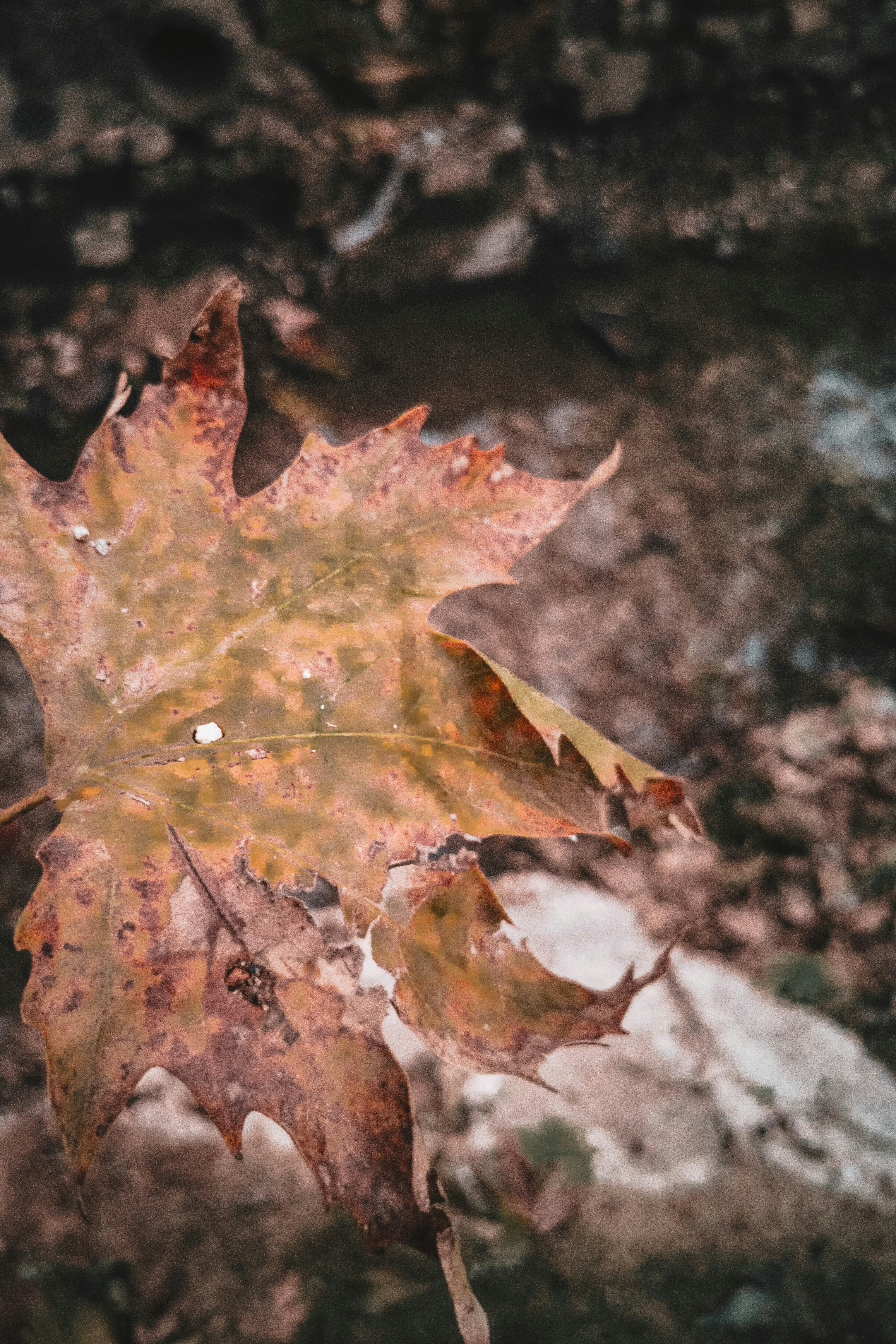 brown and red maple leaf