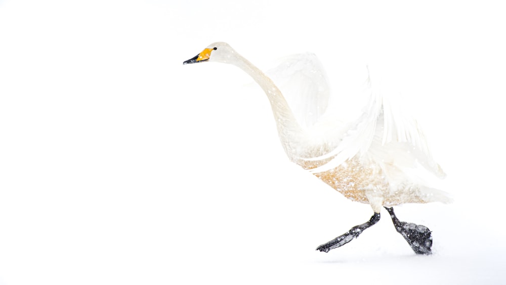 Blauer Vogel mit gelbem Schnabel