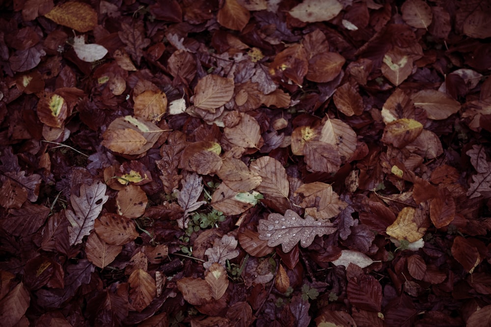brown and red leaves on ground