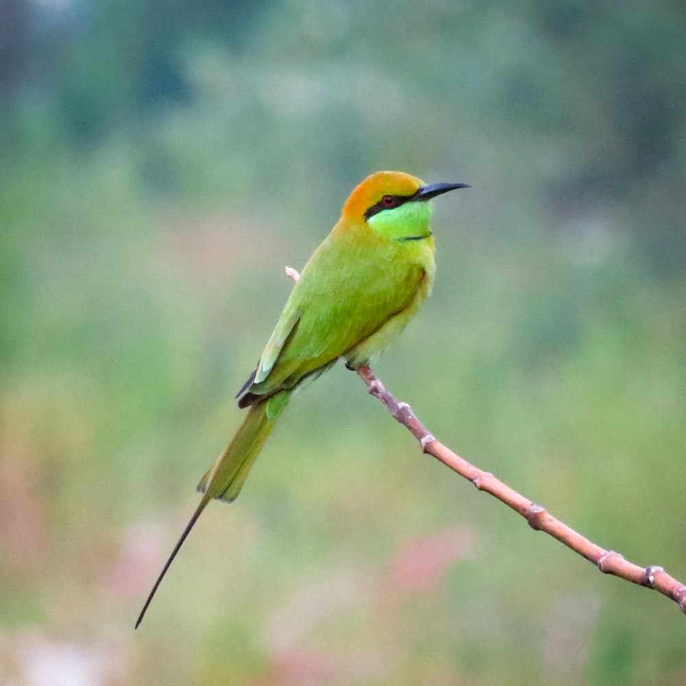 green and brown bird on brown tree branch