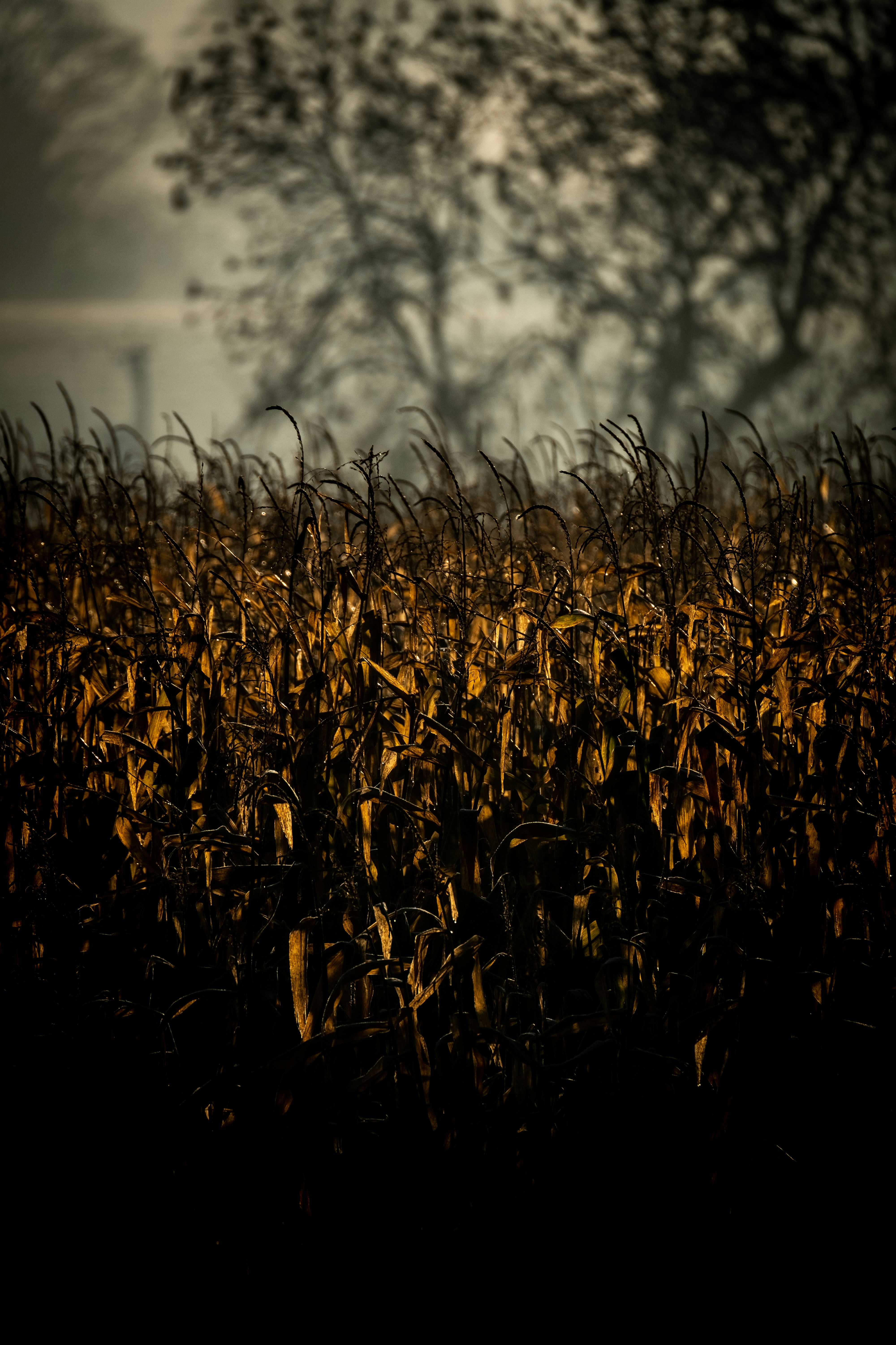 Golden corn kernels on dark background, moody cold storage lighting, deep shadows