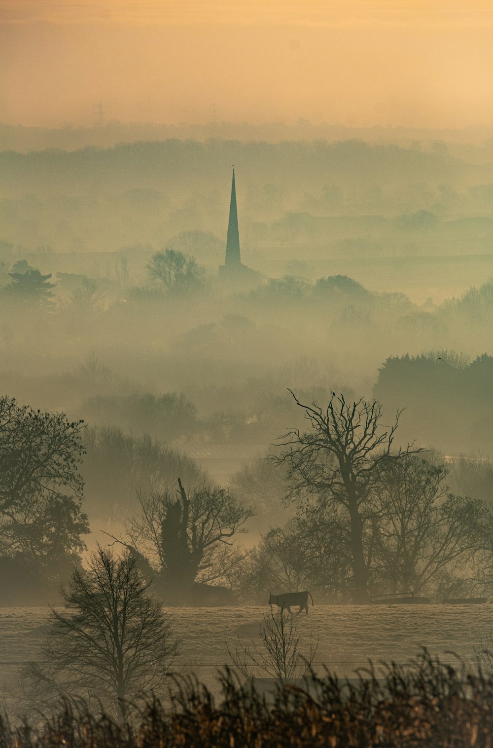 green trees on foggy weather