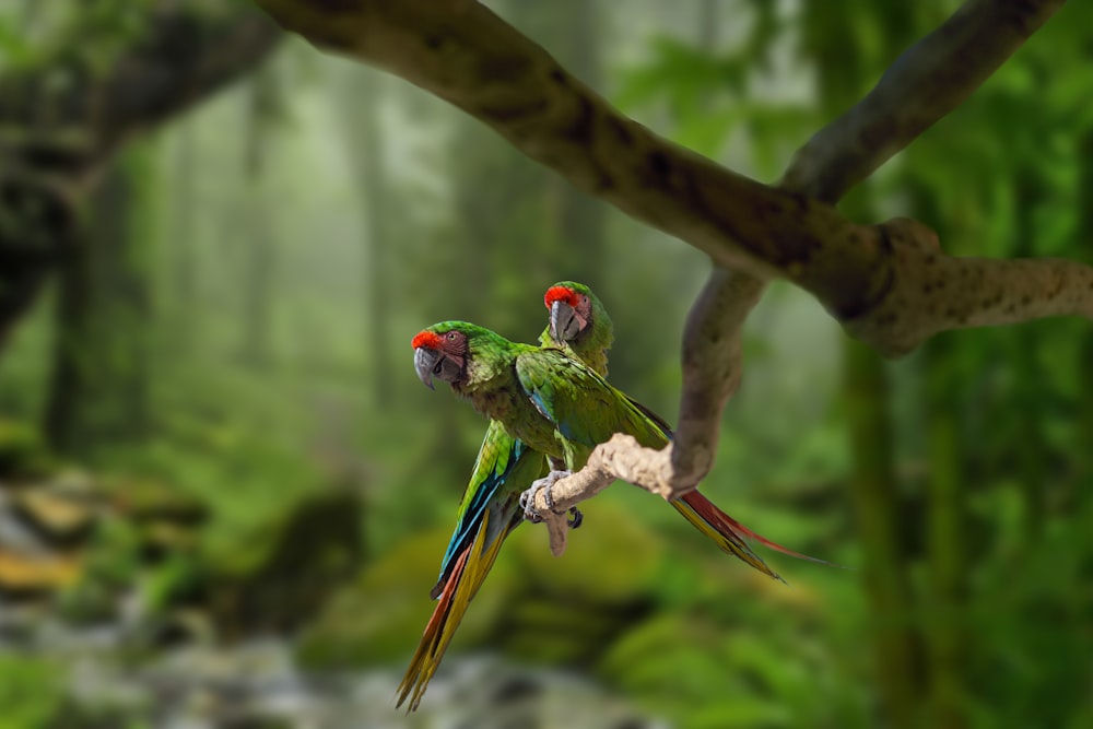 pappagallo verde, rosso e blu sul ramo marrone dell'albero