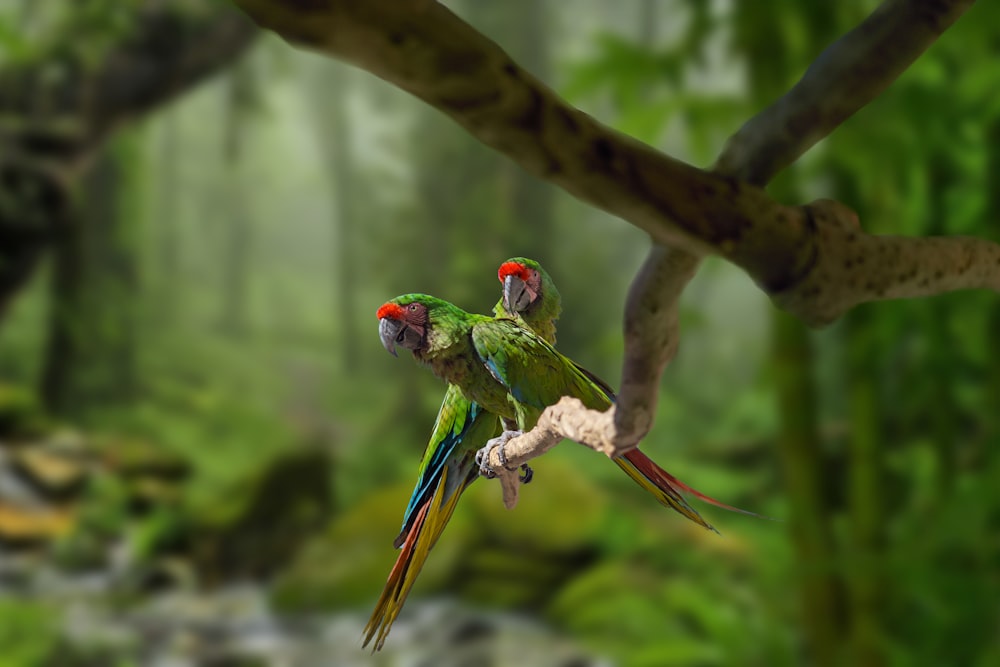green red and blue parrot on brown tree branch