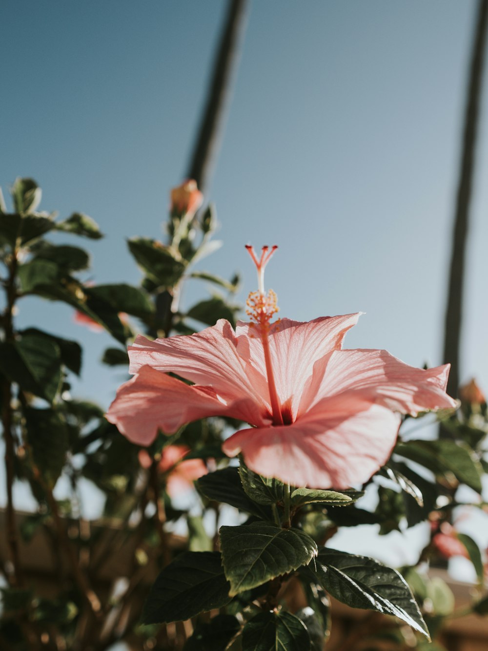 Una flor rosada está floreciendo en una maceta