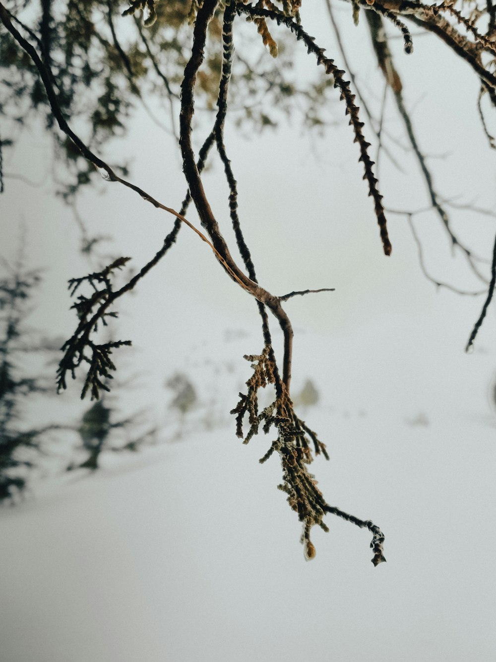 brown tree branch on snow covered ground