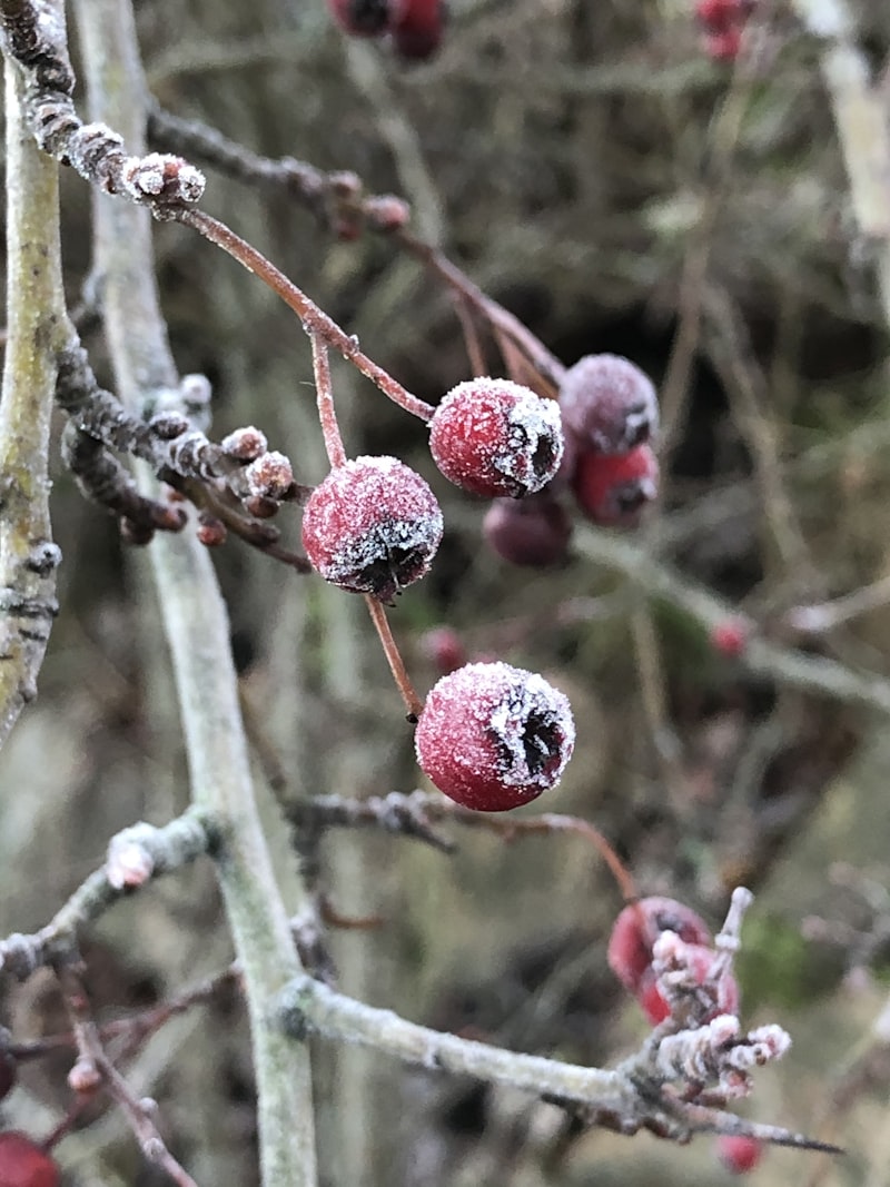 Berry bushes in their winter dormant state — this cold exposure is not just tolerated, it is required for proper spring growth and fruiting