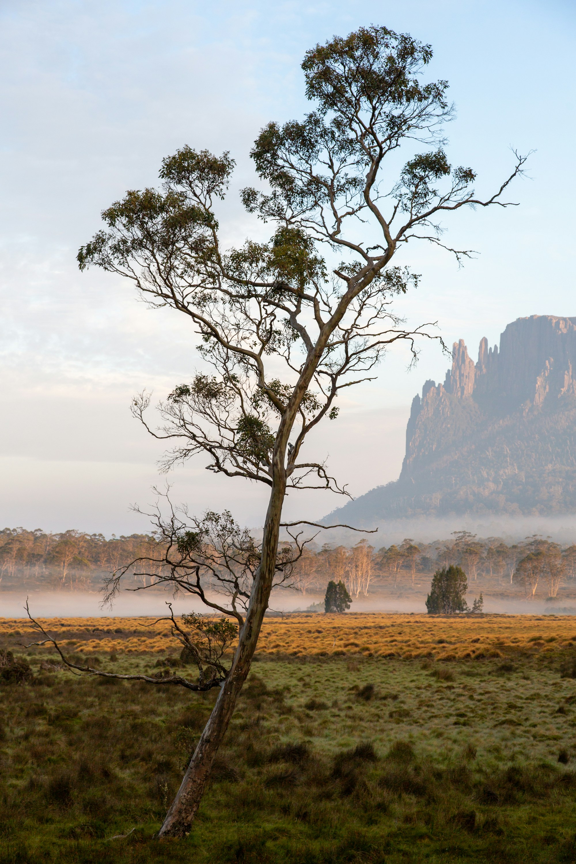 Tasmanian countryside