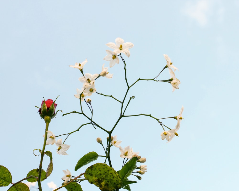 white cherry blossom in bloom during daytime