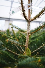 A close-up view of a young evergreen tree, characterized by its vibrant green needles and slender trunk. A white tag with text and a small image of a Christmas tree is attached to one of the branches, indicating it might be for sale or recently purchased. The background shows a greenhouse setting, with soft, diffused lighting filtering through a clear roof.