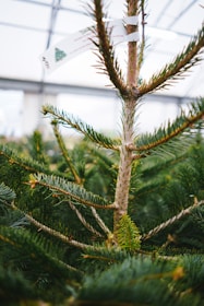 A close-up view of a young evergreen tree, characterized by its vibrant green needles and slender trunk. A white tag with text and a small image of a Christmas tree is attached to one of the branches, indicating it might be for sale or recently purchased. The background shows a greenhouse setting, with soft, diffused lighting filtering through a clear roof.