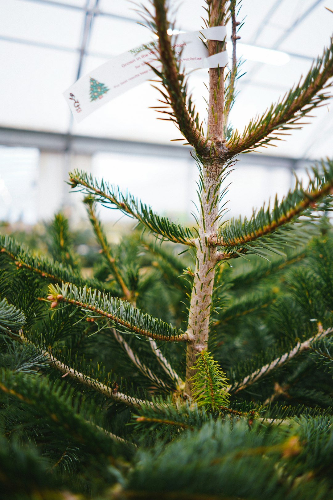 green pine tree in close up photography