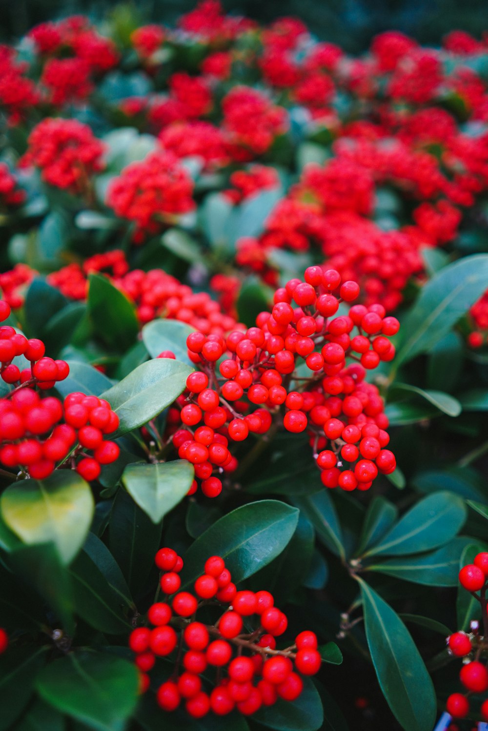 red round fruits on green leaves