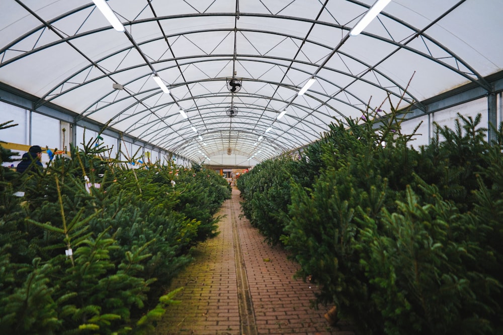 green plants inside greenhouse during daytime