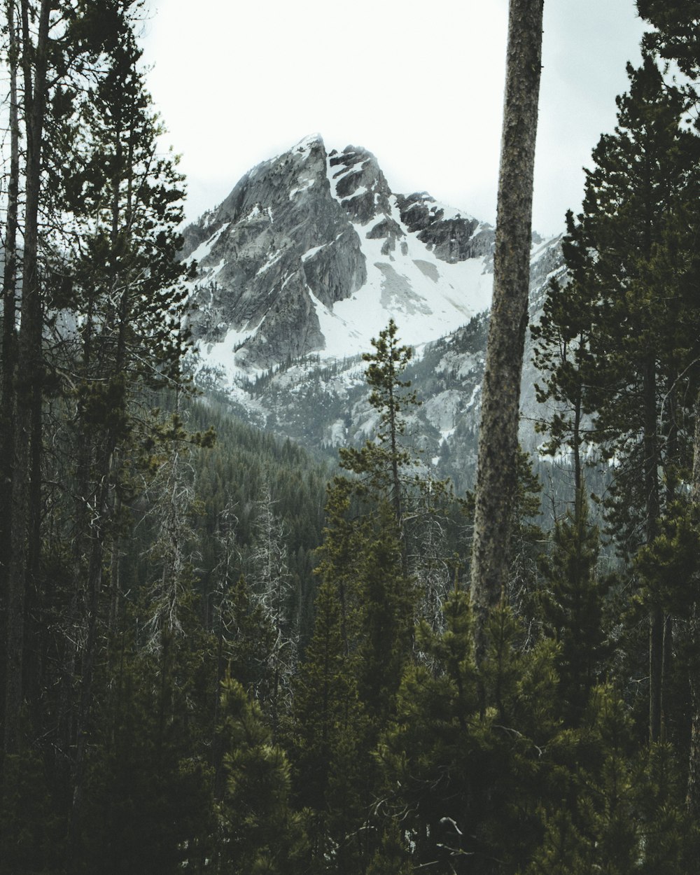 green trees near snow covered mountain during daytime