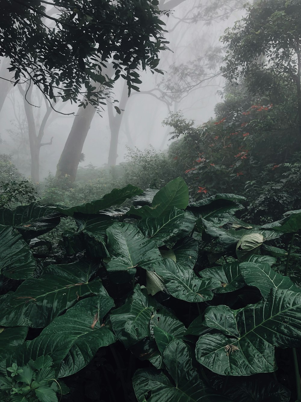 green plants on forest during foggy day