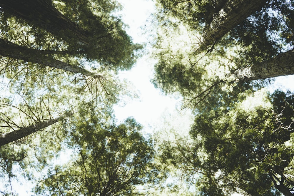 worms eye view of green trees during daytime