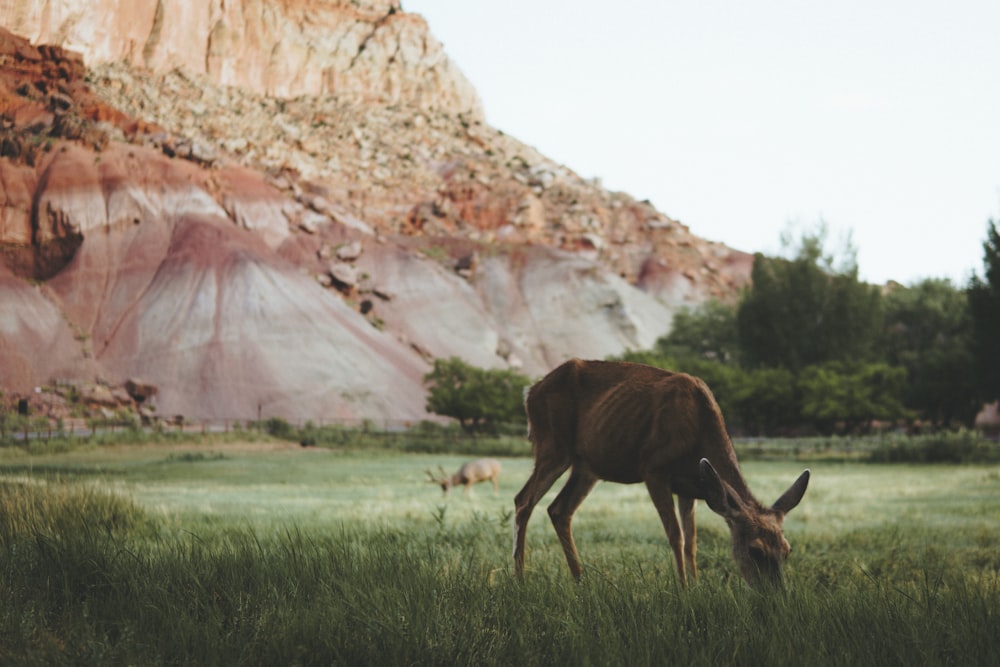 brown deer on green grass field near brown rock mountain during daytime