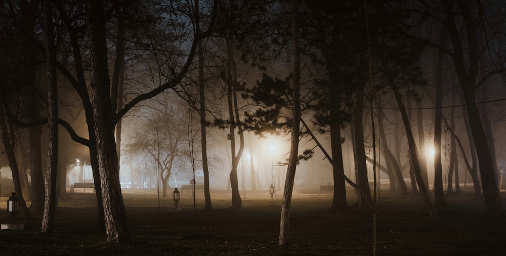 silhouette of trees during daytime