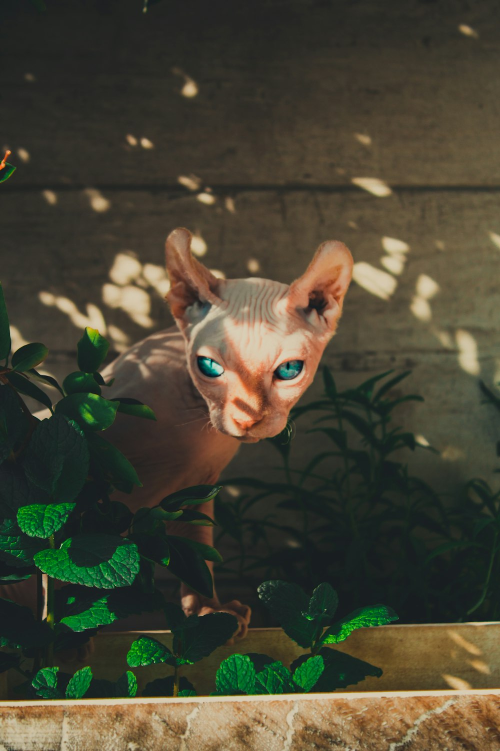 braune Katze auf grünen Blättern