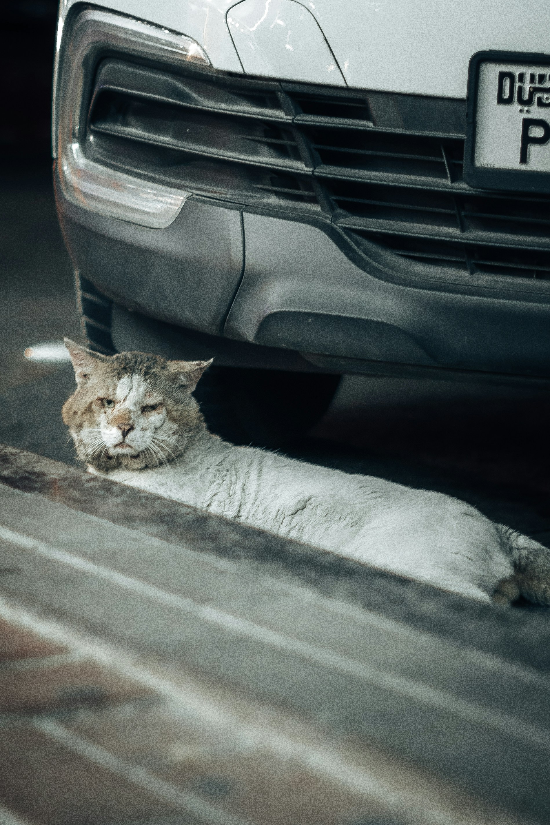 Photo by itadakidesu