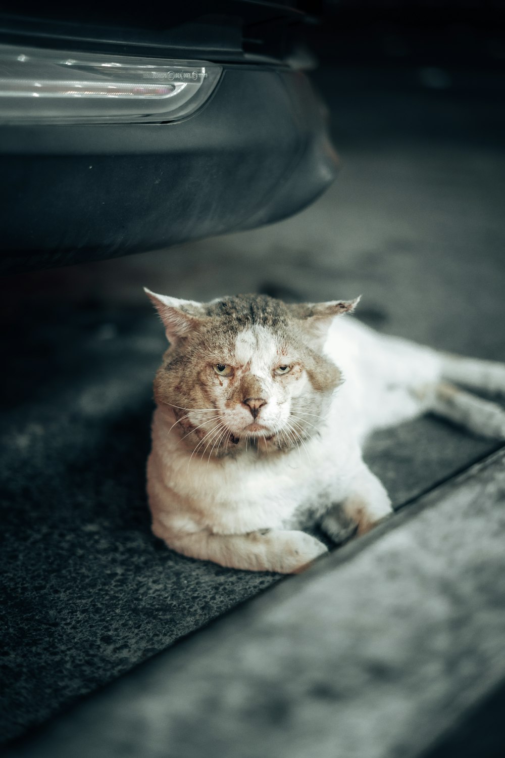 orange tabby cat lying on black floor