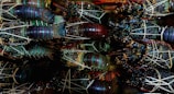 A collection of lobsters is tightly packed together. Their shells are a mix of deep greens, browns, and blues, with the texture appearing rough and speckled. The lobsters are bound with bands to keep their claws secure.