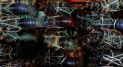 A collection of lobsters is tightly packed together. Their shells are a mix of deep greens, browns, and blues, with the texture appearing rough and speckled. The lobsters are bound with bands to keep their claws secure.