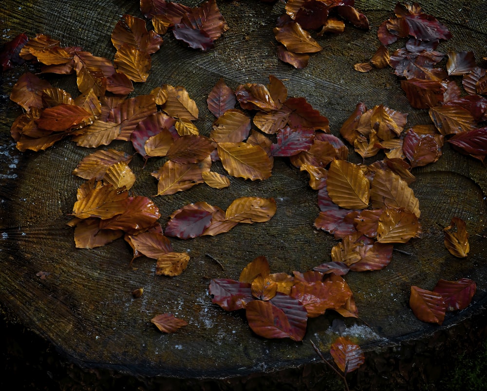 dried leaves on black surface