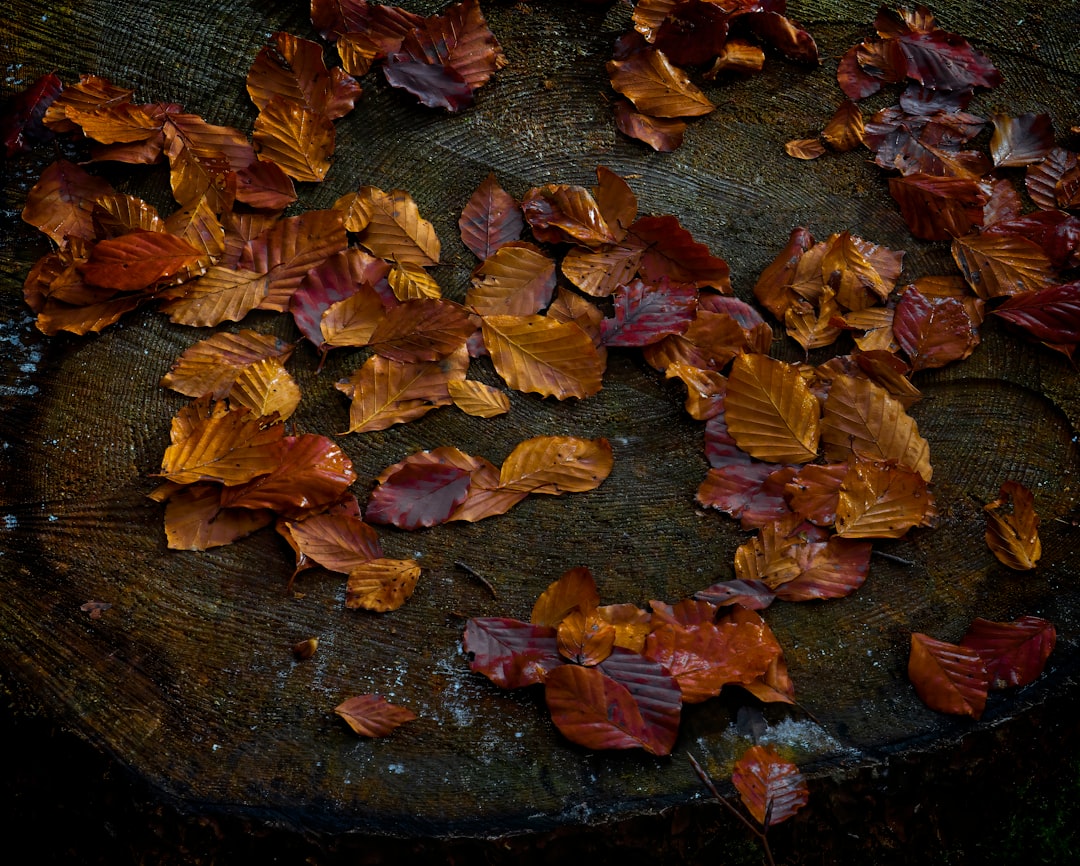 dried leaves on black surface