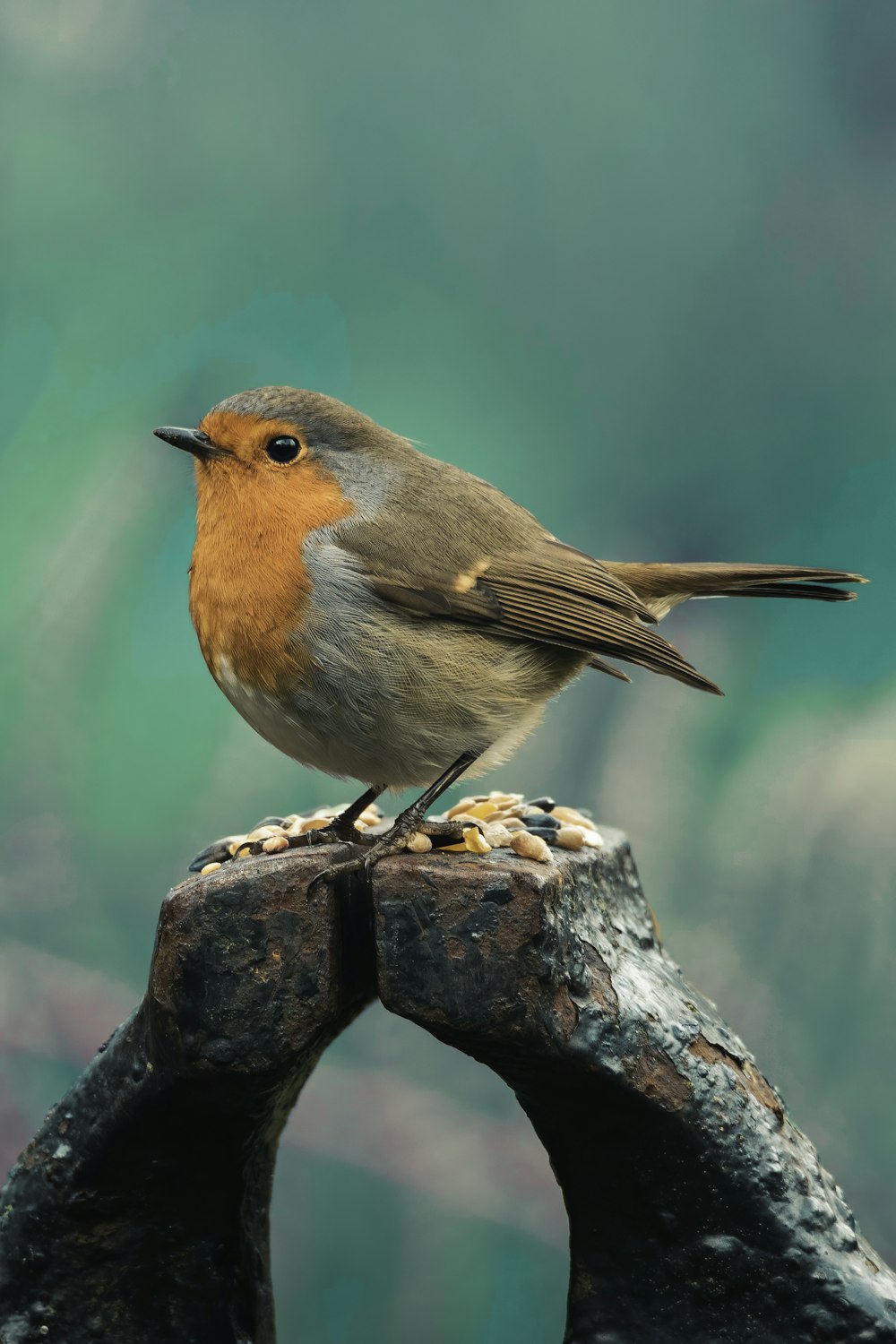 brown and orange bird on brown tree branch