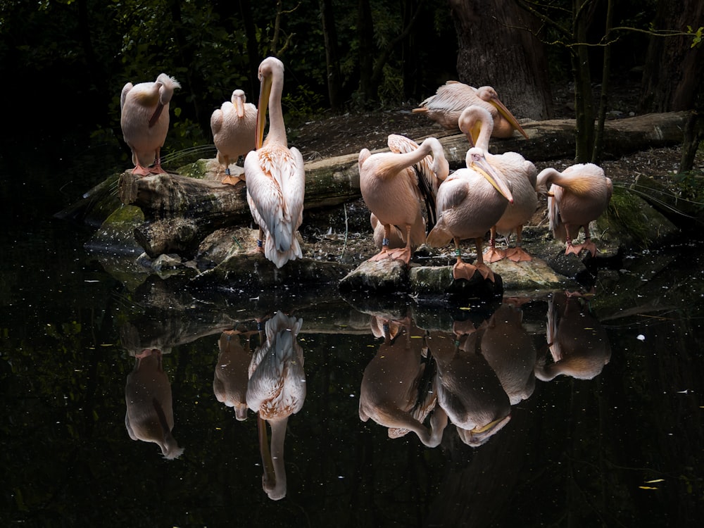 flock of white birds on water during daytime