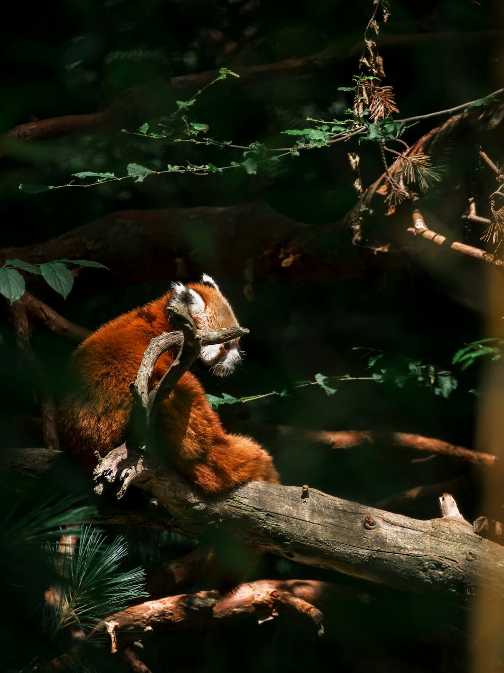 brown and white animal on tree branch