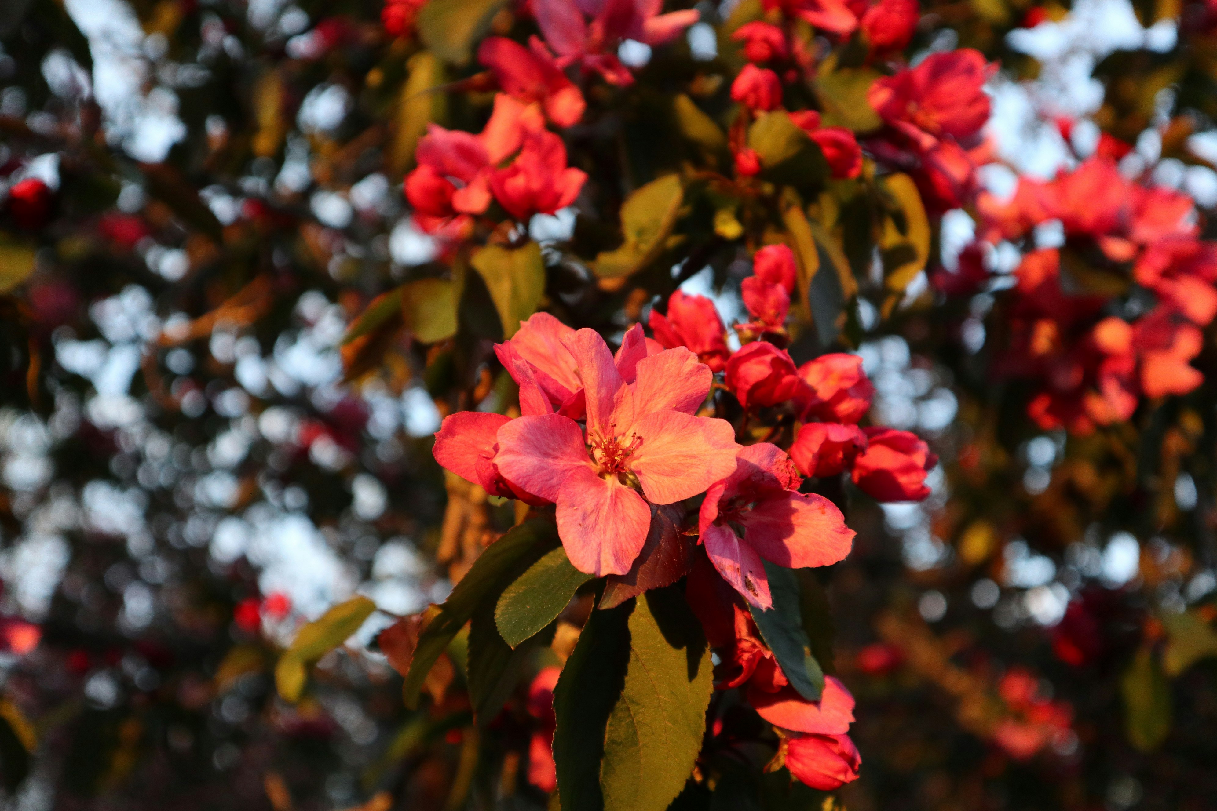 Photo by monicatoner