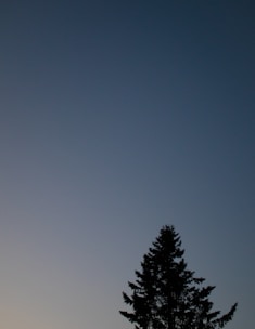 A lone tree with dense foliage is silhouetted against a gradient sky, transitioning from light at the horizon to darker at the top.