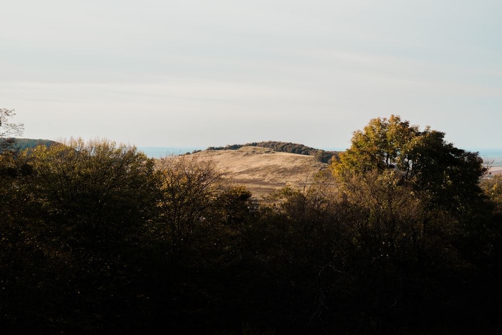 green trees on brown field under white sky during daytime