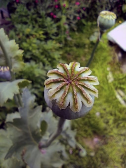 A close-up view of a poppy seed head in a garden setting with green leaves in the background. The seed head has a distinct star-shaped pattern on top, with a slightly fuzzy texture. The background is a soft blur of foliage, adding a natural and serene ambiance.