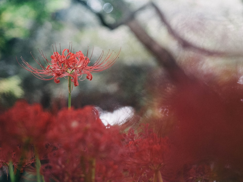 red and white flower in tilt shift lens